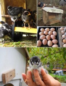 Chicken Incubation Tips Image